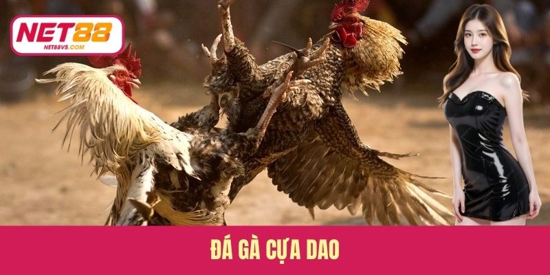Đá Gà Cựa Dao