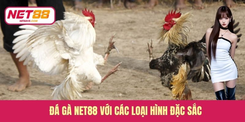 Đá gà Net88 với các loại hình đặc sắc