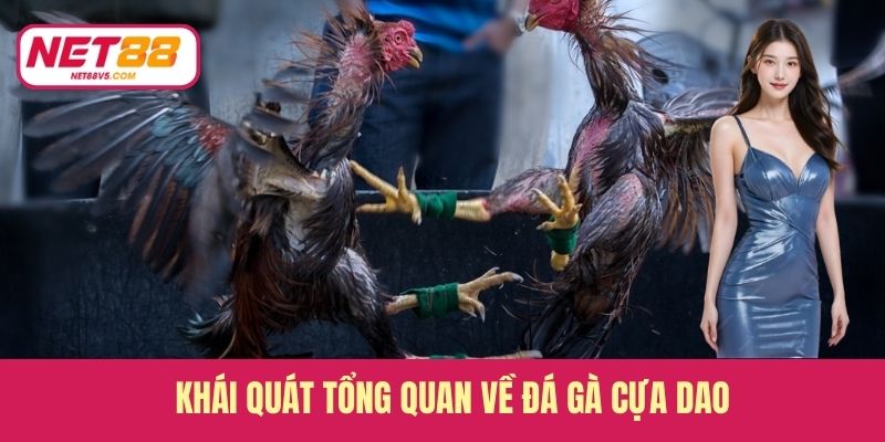 Khái quát tổng quan về đá gà cựa dao