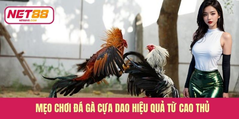 Mẹo chơi đá gà cựa dao hiệu quả từ cao thủ