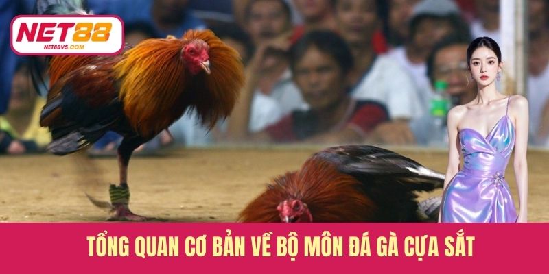 Tổng quan cơ bản về bộ môn đá gà cựa sắt